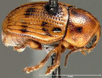 Media type: image; Entomology 9281   Aspect: habitus lateral view